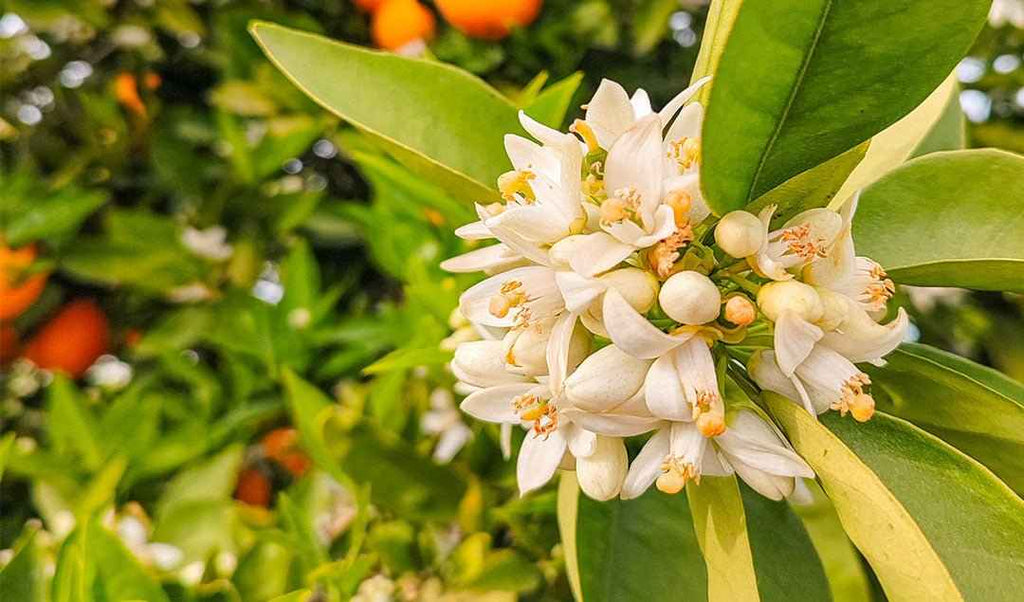 Cosmic Flora Essential oil